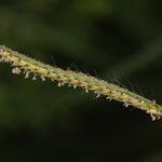 Urochloa trichopus Плод