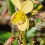 Chamaecrista mimosoides Flower