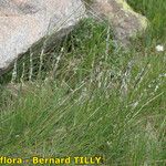 Nardus stricta Хабит