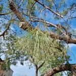 Casuarina cunninghamiana Hoja