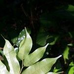 Protium altsonii Лист