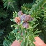 Abies fraseri Traoù all