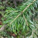 Abies lasiocarpa Yaprak