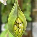 Allium nigrum Blomst
