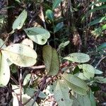 Syzygium incarnatum Leaf