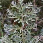 Artemisia armeniaca Drugo