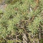 Euphorbia piscatoria Hábito