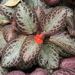 Episcia cupreata ᱥᱟᱠᱟᱢ