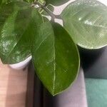 Zamioculcas zamiifolia Blatt