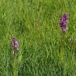 Dactylorhiza elata Habitat