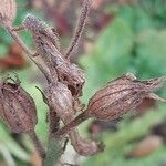 Nicotiana quadrivalvis Fruit