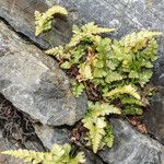 Asplenium adiantum-nigrum 葉