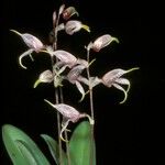 Masdevallia caloptera 花