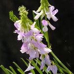 Galega officinalis Blüte