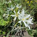 Pancratium illyricum Fleur