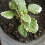 Plectranthus forsteri Blad