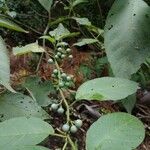 Solanum paniculatum Blatt