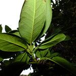 Rhododendron aureum Leaf