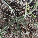 Bulbine abyssinica Folha