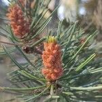 Pinus edulis Blüte