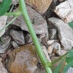 Astragalus crenatus 樹皮