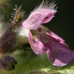 Stachys alpina Λουλούδι