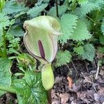 Arum italicum x Arum maculatum花