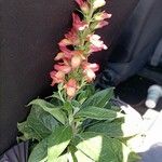 Digitalis sceptrum