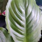 Spathiphyllum blandum Leaf