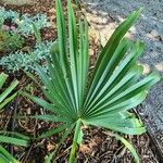 Sabal minor Leaf