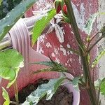 Pentapetes phoenicea Цвят