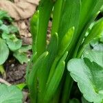 Narcissus jonquilla Leaf