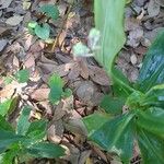 Pollia japonica Flower