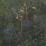 Deschampsia flexuosa Συνήθη χαρακτηριστικά