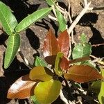 Ficus ingens Leaf