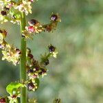 Lipandra polysperma Ovoce