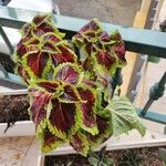 Coleus decurrens GürkeLeaf