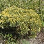 Stauracanthus genistoides Alkat (teljes növény)