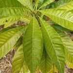Pouteria campechiana 葉