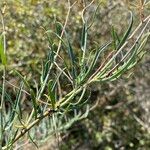 Bupleurum fruticescens Feuille