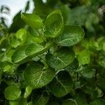 Polyscias scutellaria Leaf