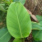 Calathea lutea Folio