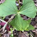 Trillium erectum 叶