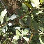 Rhamnus alaternusÇiçek