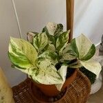 Epipremnum aureum Hoja