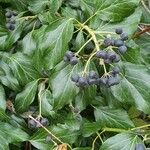 Hedera colchica Feuille