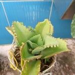 Kalanchoe laetivirens برگ