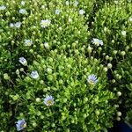 Felicia amelloides Habit