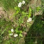 Fragaria moschata Flower