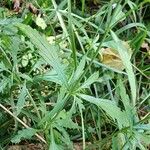 Verbena officinalis Blad